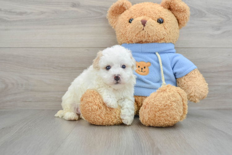 Meet Nacho - our Havapoo Puppy Photo 1/3 - Puppy Love PR Adorable Havadoodle Poodle Mix Puppy