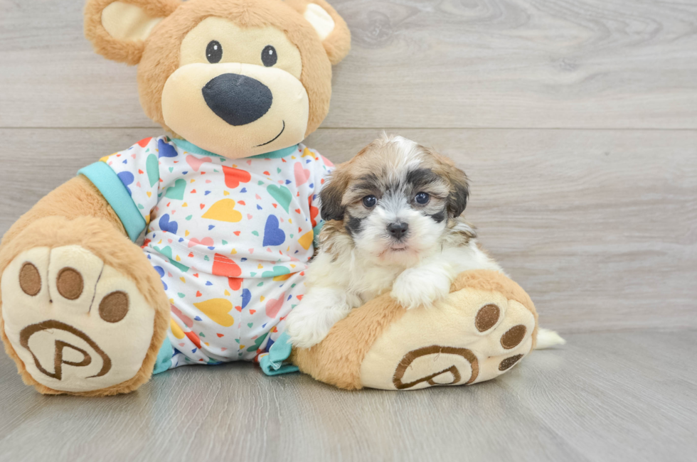 5 week old Havapoo Puppy For Sale - Puppy Love PR