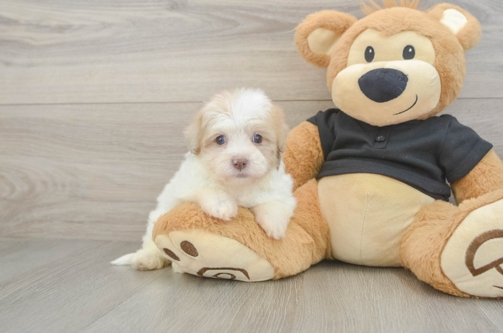 5 week old Havapoo Puppy For Sale - Puppy Love PR