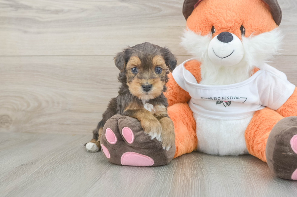 5 week old Havapoo Puppy For Sale - Puppy Love PR