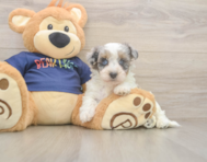 10 week old Havapoo Puppy For Sale - Puppy Love PR