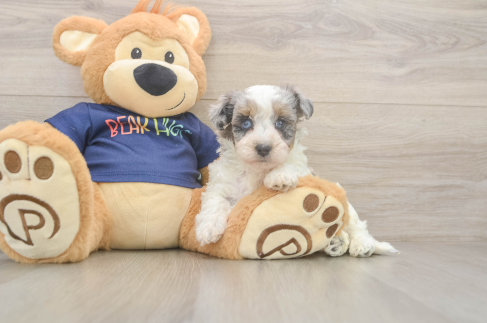 5 week old Havapoo Puppy For Sale - Puppy Love PR