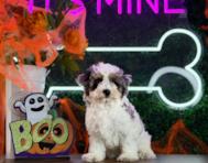 11 week old Havapoo Puppy For Sale - Puppy Love PR