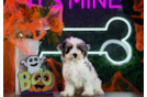 Cute Havapoo Poodle Mix Pup