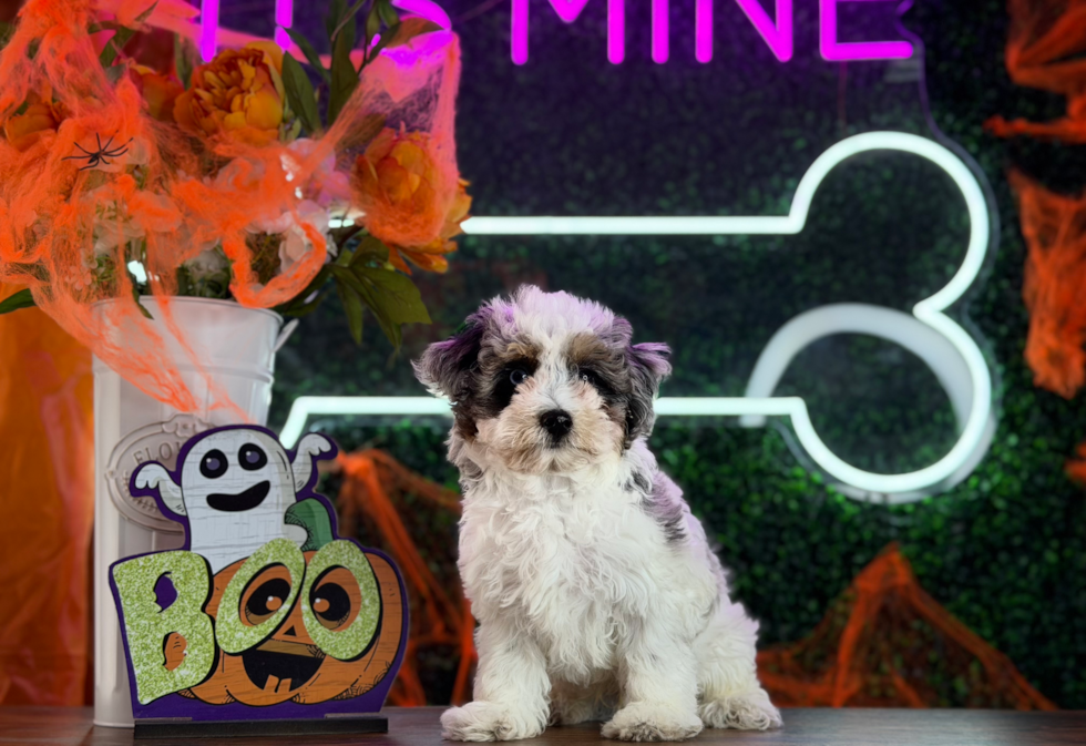 Cute Havapoo Poodle Mix Pup
