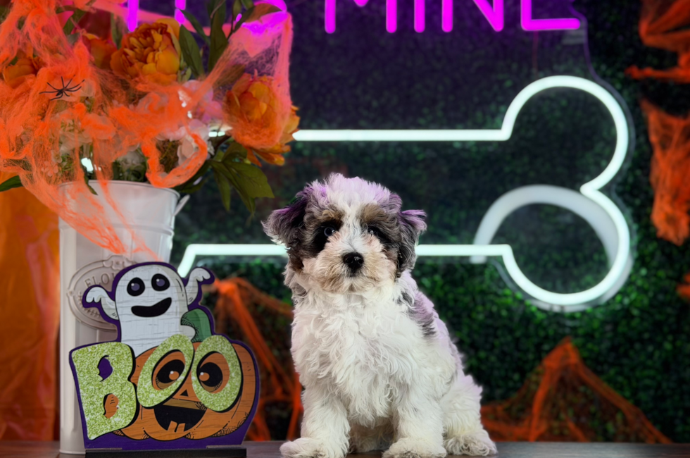 11 week old Havapoo Puppy For Sale - Puppy Love PR