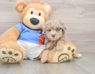 8 week old Havapoo Puppy For Sale - Puppy Love PR