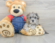 8 week old Havapoo Puppy For Sale - Puppy Love PR