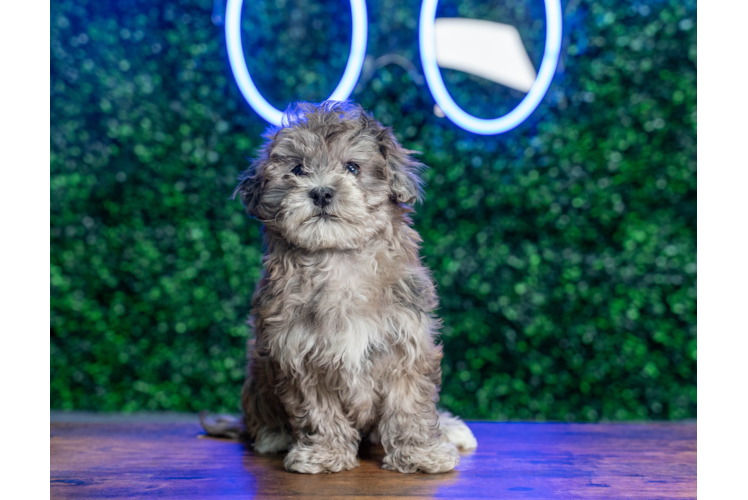 Cute Havadoodle Poodle Mix Puppy
