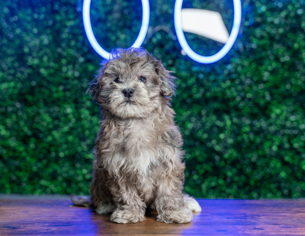 Cute Havadoodle Poodle Mix Puppy