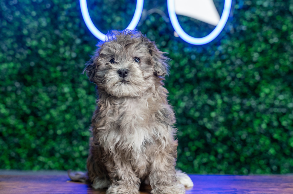 10 week old Havapoo Puppy For Sale - Puppy Love PR