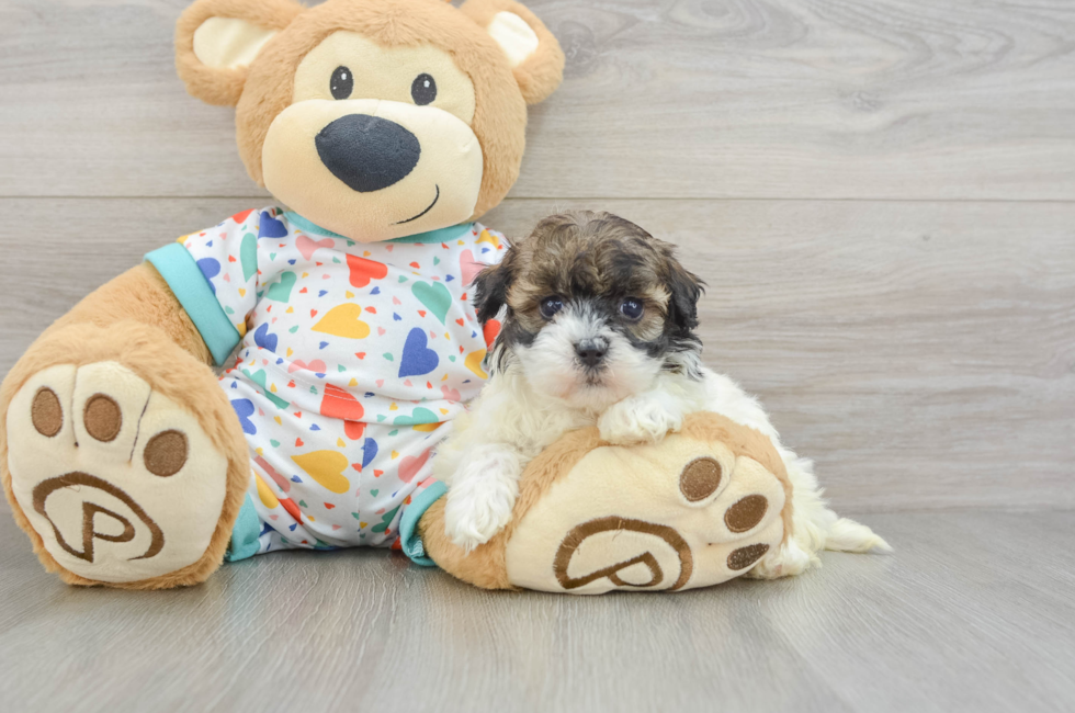 5 week old Havapoo Puppy For Sale - Puppy Love PR