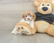 8 week old Havapoo Puppy For Sale - Puppy Love PR