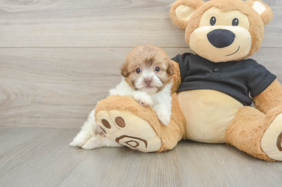 5 week old Havapoo Puppy For Sale - Puppy Love PR
