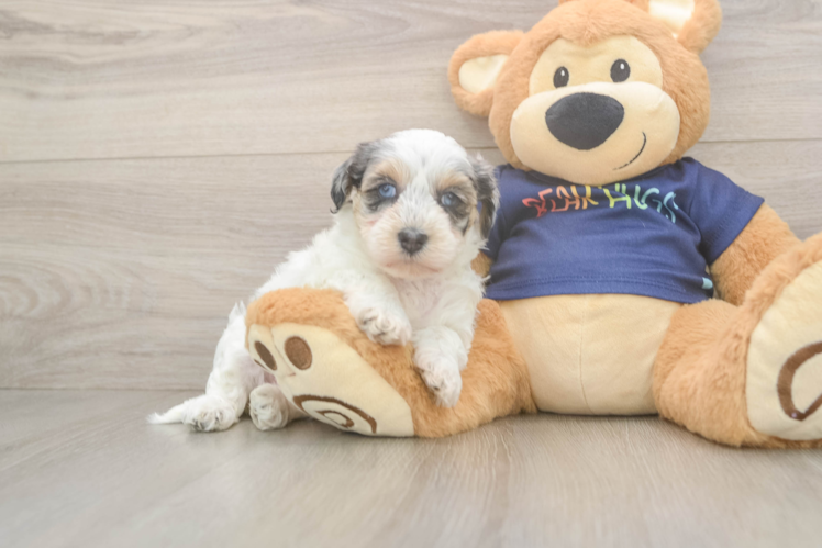 Havapoo Puppy for Adoption