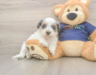 10 week old Havapoo Puppy For Sale - Puppy Love PR