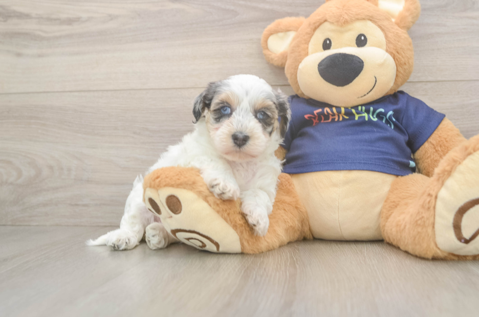 5 week old Havapoo Puppy For Sale - Puppy Love PR