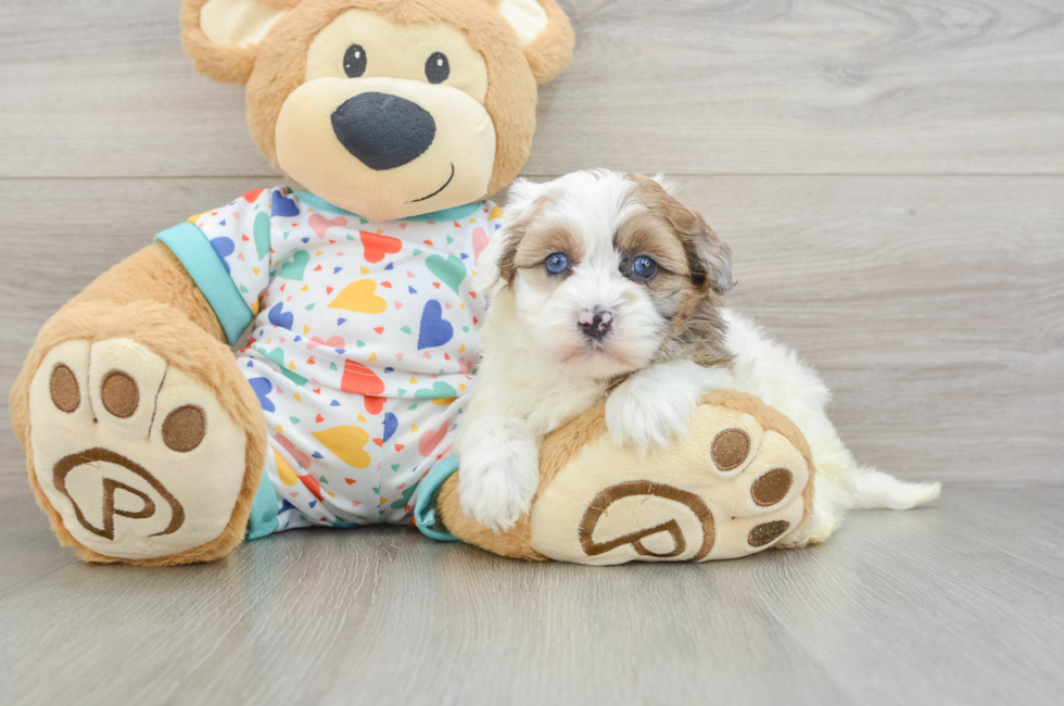 5 week old Havapoo Puppy For Sale - Puppy Love PR
