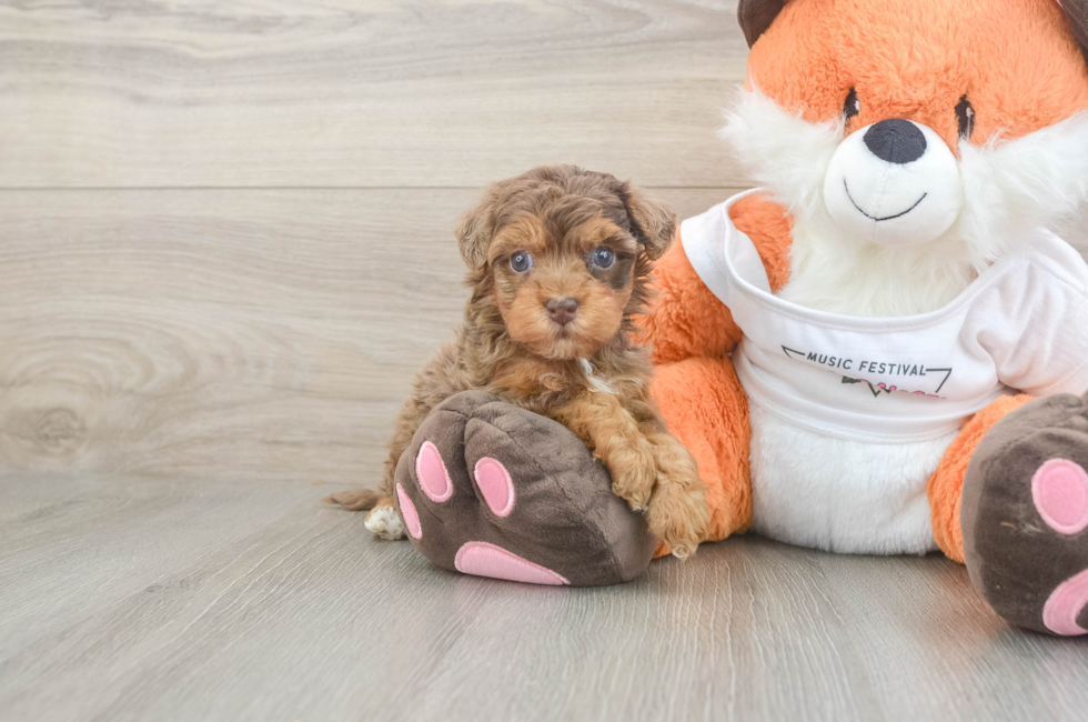 5 week old Havapoo Puppy For Sale - Puppy Love PR