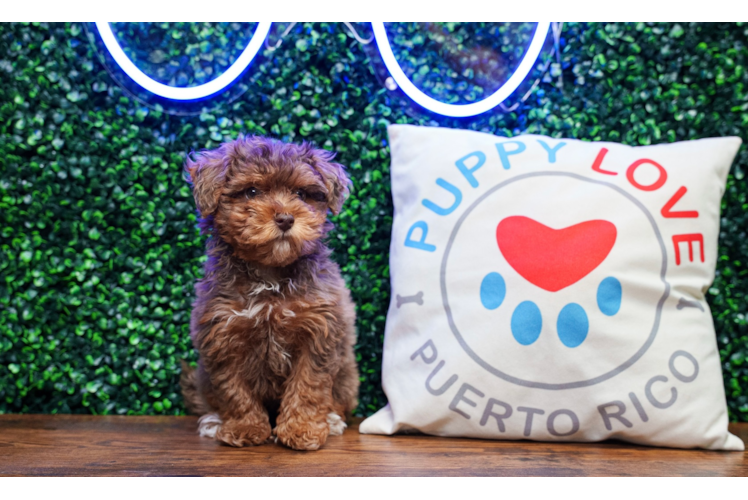 Havapoo Pup Being Cute