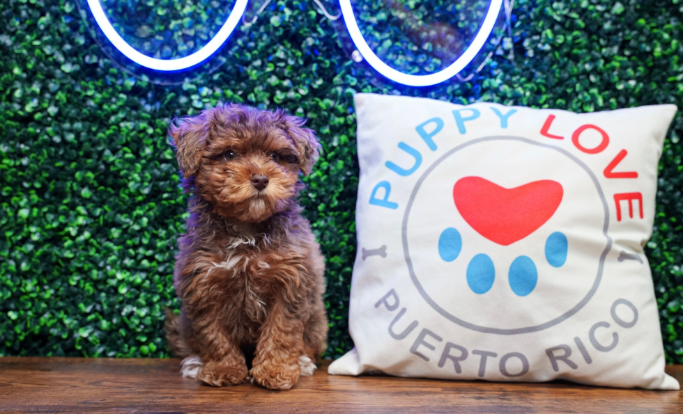 Havapoo Pup Being Cute