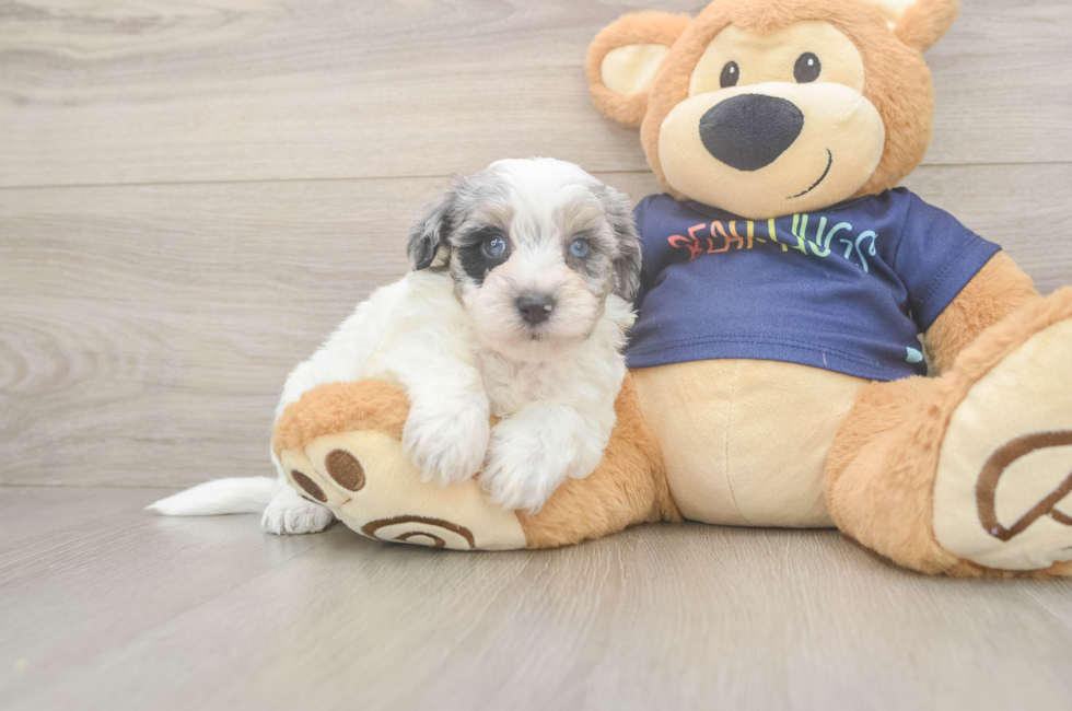 5 week old Havapoo Puppy For Sale - Puppy Love PR