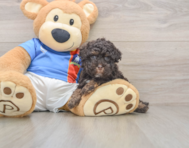 8 week old Havapoo Puppy For Sale - Puppy Love PR