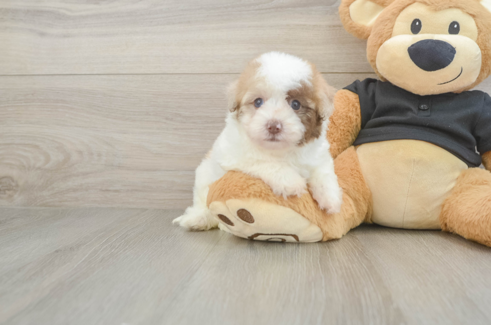 5 week old Havapoo Puppy For Sale - Puppy Love PR