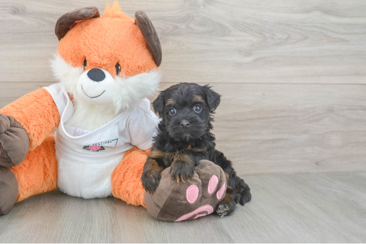 Smart Havapoo Poodle Mix Pup