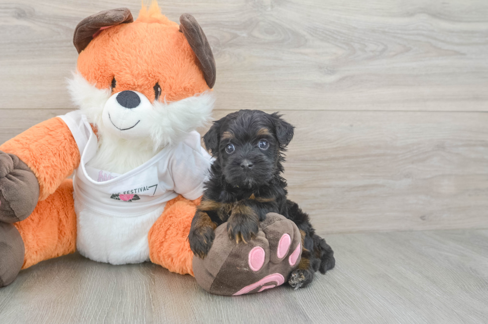 5 week old Havapoo Puppy For Sale - Puppy Love PR