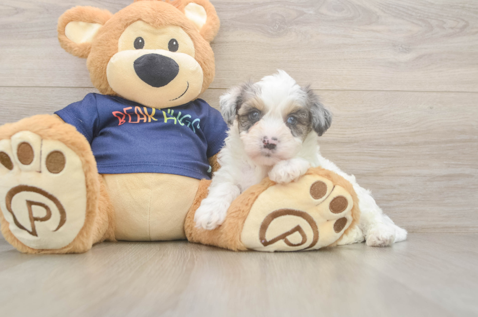 5 week old Havapoo Puppy For Sale - Puppy Love PR