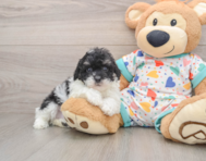 6 week old Havapoo Puppy For Sale - Puppy Love PR