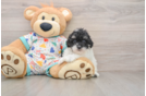 Adorable Havadoodle Poodle Mix Puppy