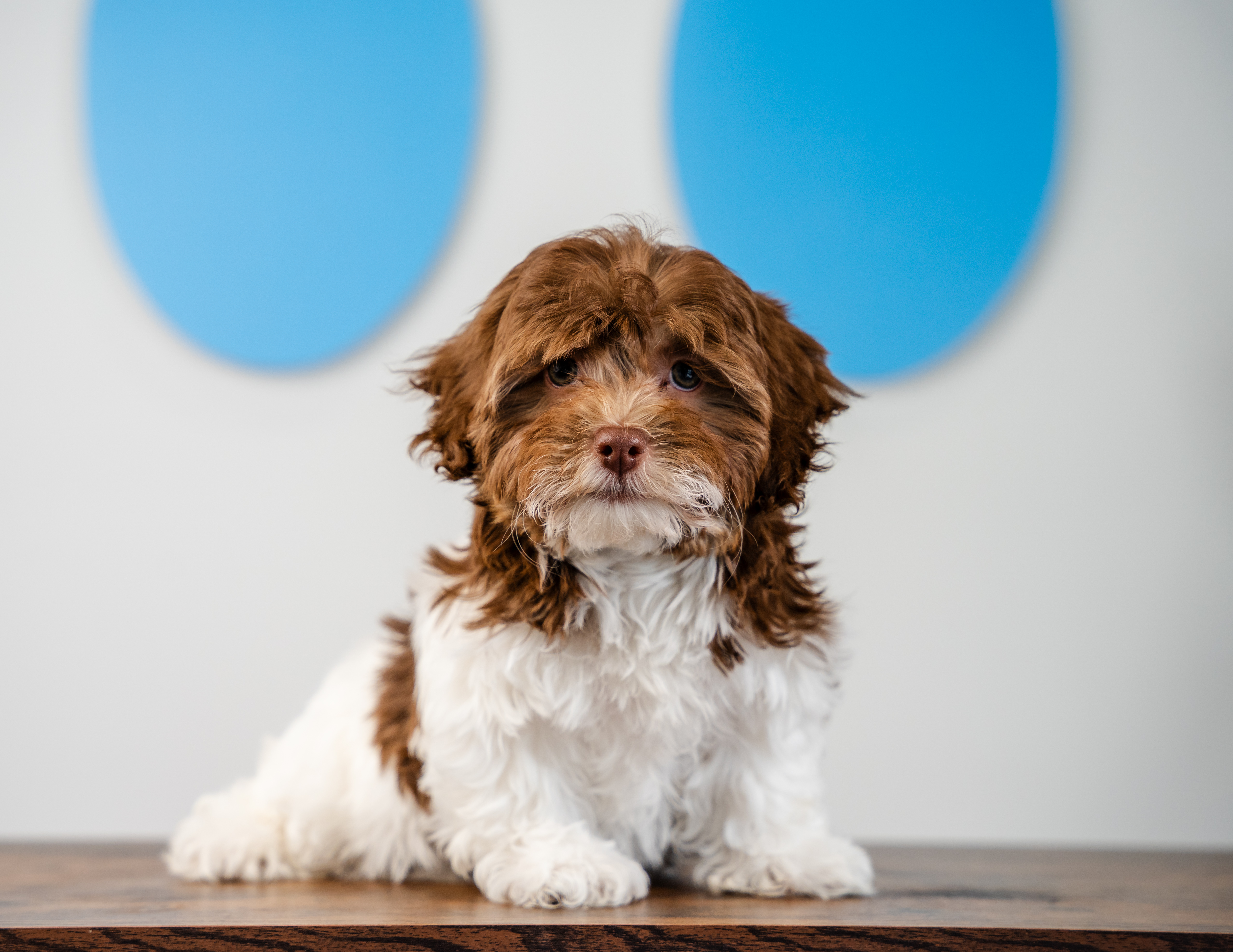 Cute Havapoo Poodle Mix Pup