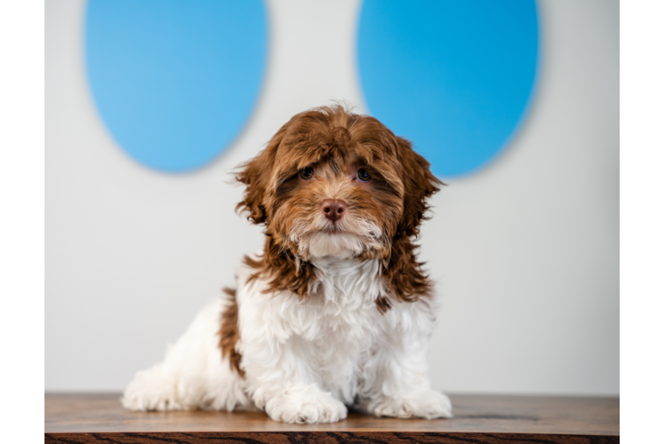 Cute Havapoo Poodle Mix Pup