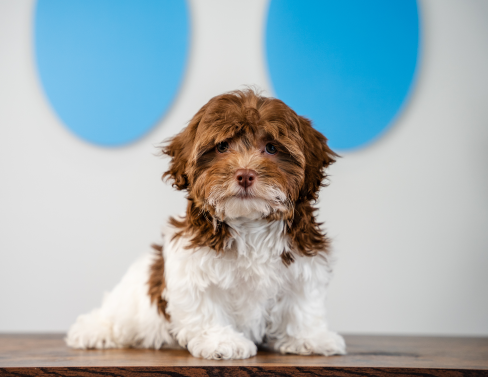 Cute Havapoo Poodle Mix Pup