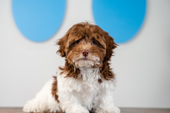 Cute Havapoo Poodle Mix Pup