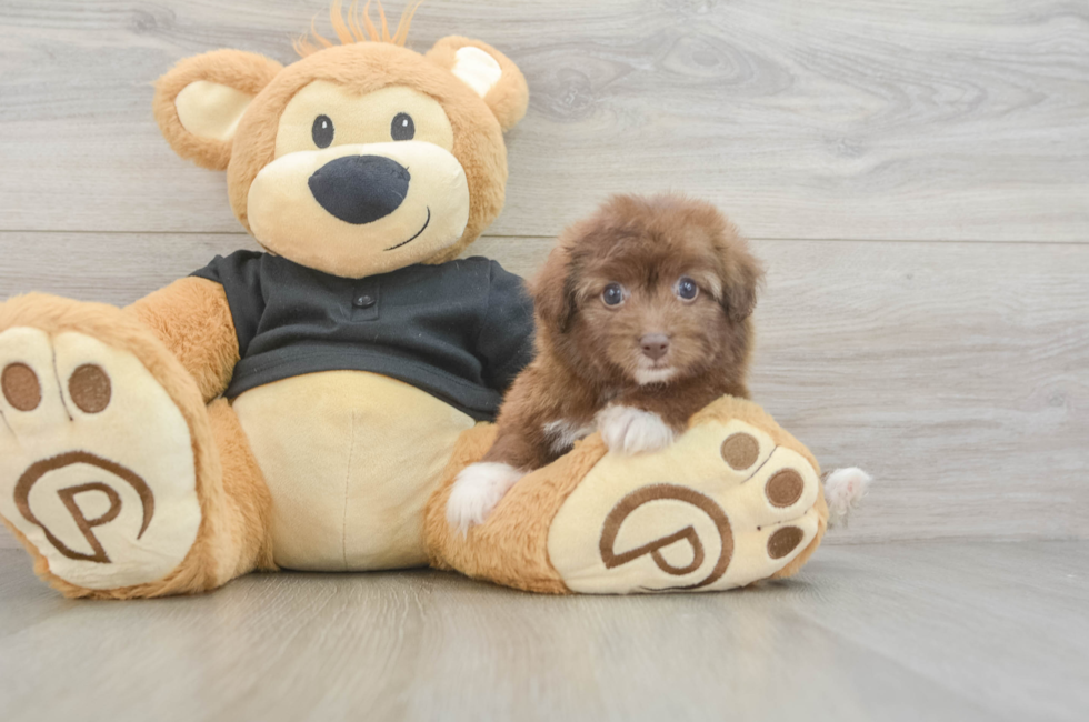 5 week old Havapoo Puppy For Sale - Puppy Love PR
