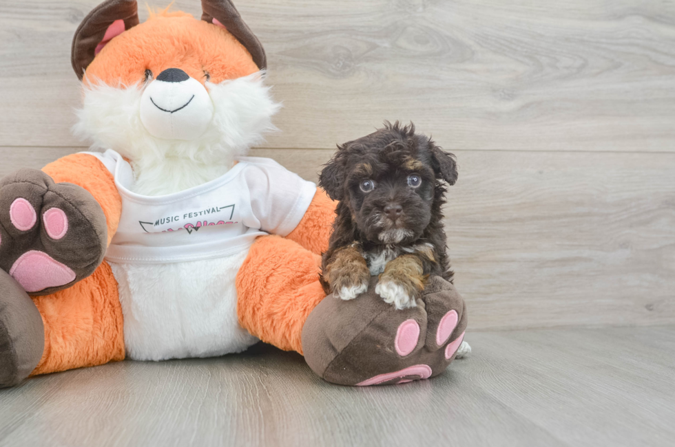 5 week old Havapoo Puppy For Sale - Puppy Love PR