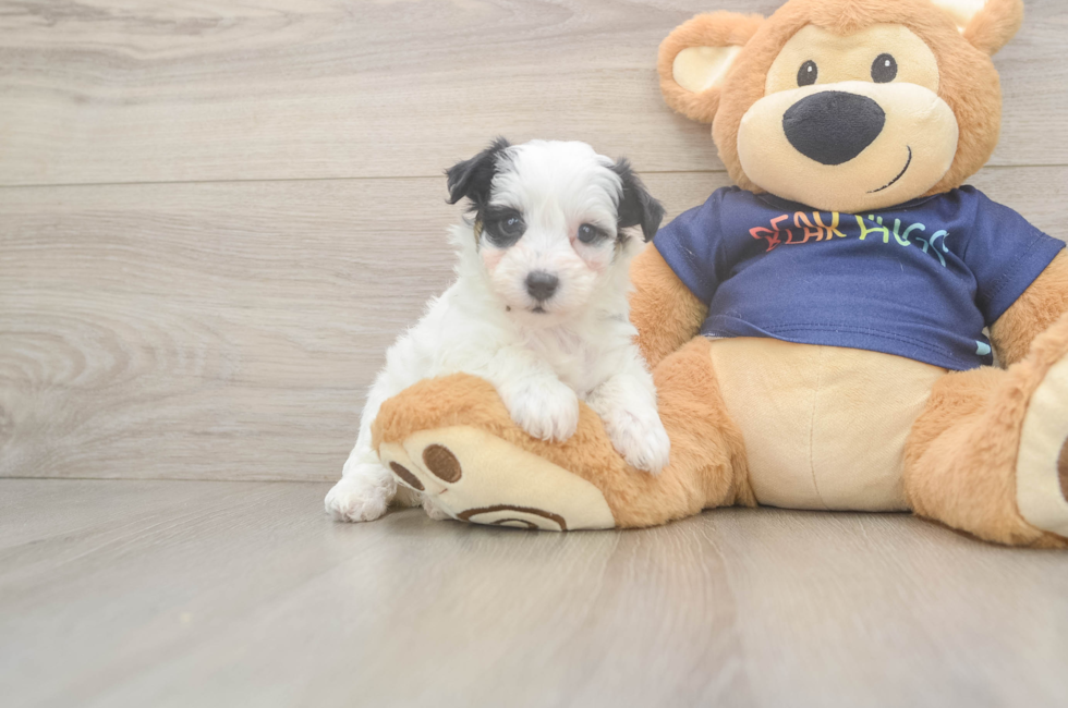 5 week old Havapoo Puppy For Sale - Puppy Love PR