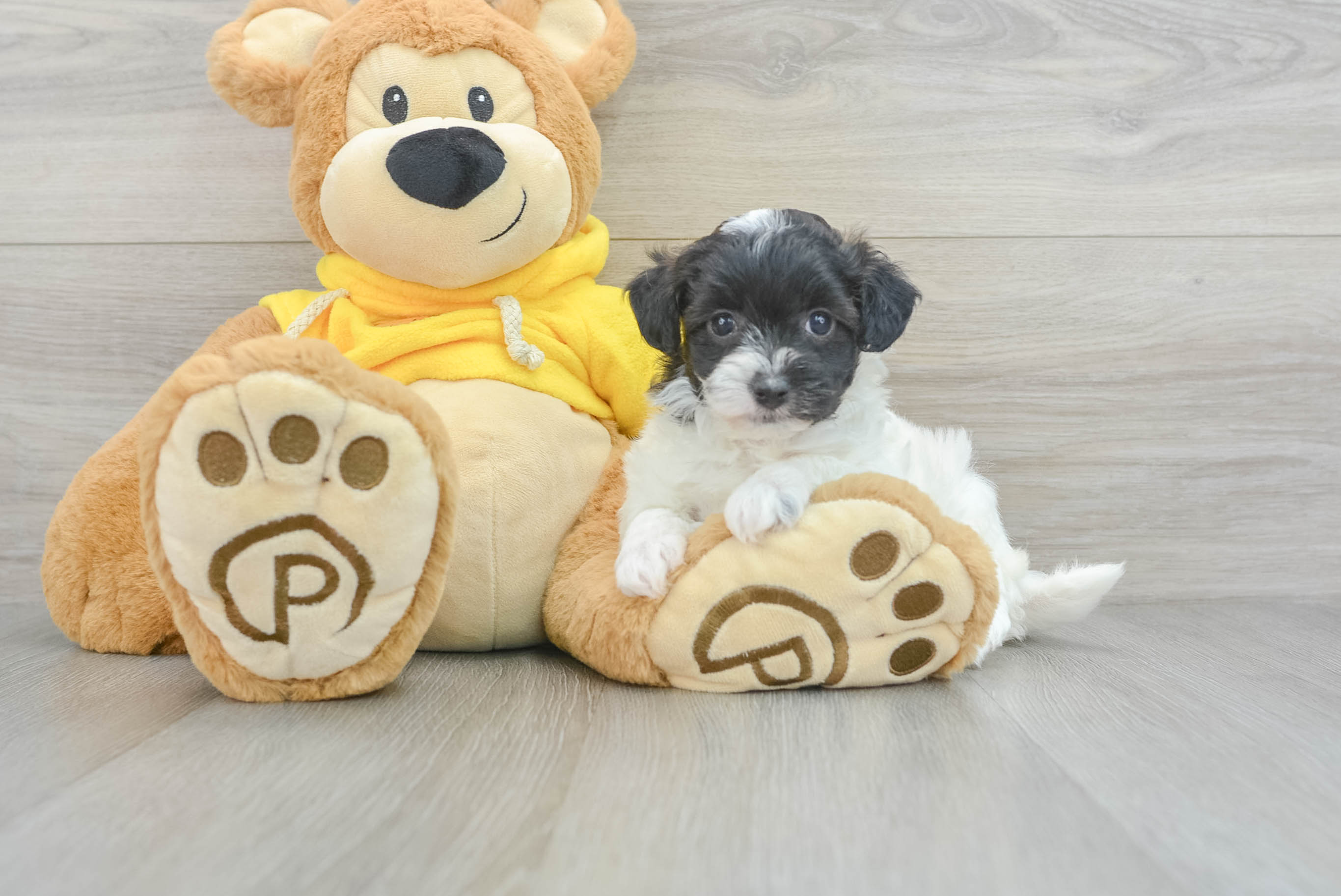 Havapoo Puppy for Adoption