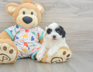 7 week old Havapoo Puppy For Sale - Puppy Love PR