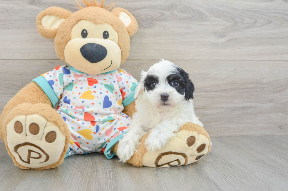 5 week old Havapoo Puppy For Sale - Puppy Love PR