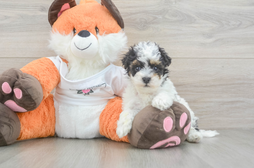 5 week old Havapoo Puppy For Sale - Puppy Love PR