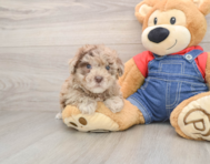 6 week old Havapoo Puppy For Sale - Puppy Love PR