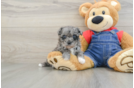 Cute Havapoo Baby