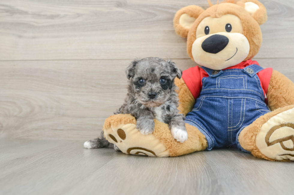 5 week old Havapoo Puppy For Sale - Puppy Love PR
