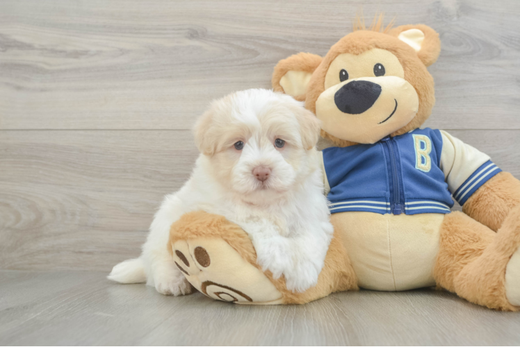 Havapoo Pup Being Cute