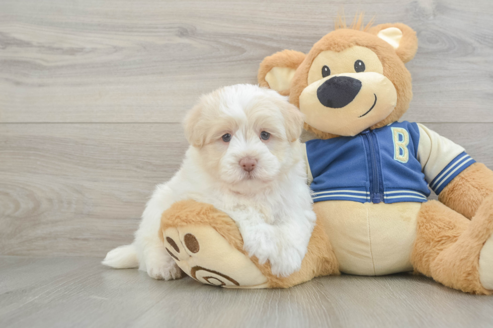 Havapoo Pup Being Cute