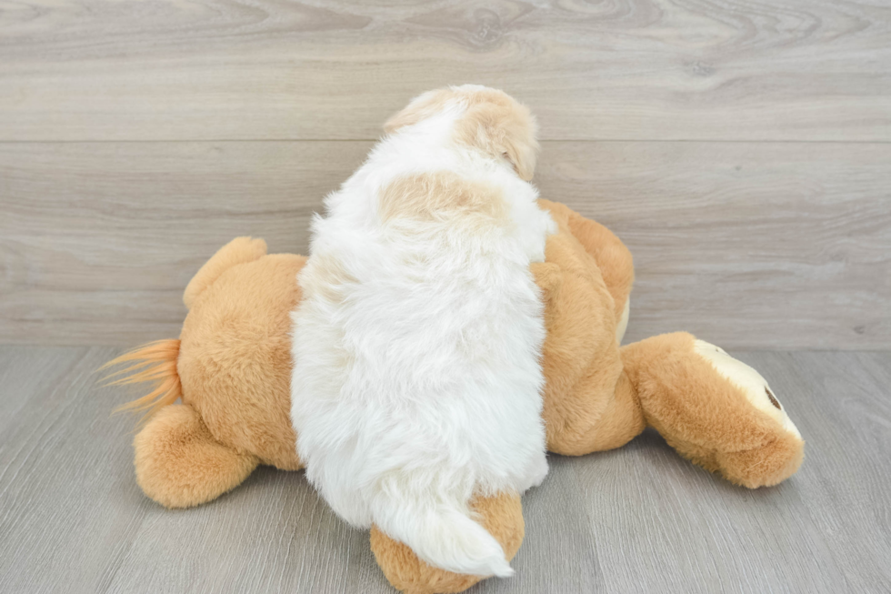 Havapoo Puppy for Adoption